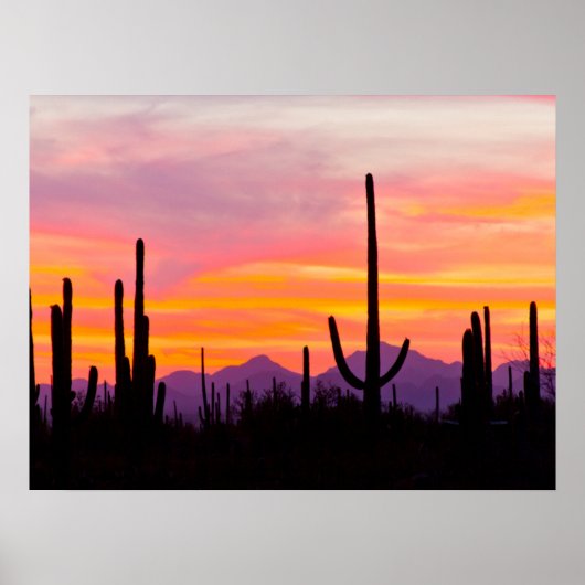 Poster Forêt de Cactus du Saguaro au coucher du soleil (Devant)