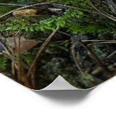 Poster Forêt de champignons (Coin)