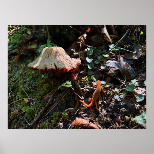 Poster Forêt de champignons (Devant)