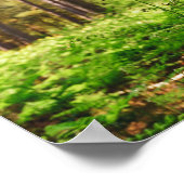 Poster Forêt de fougères magnifique (Coin)