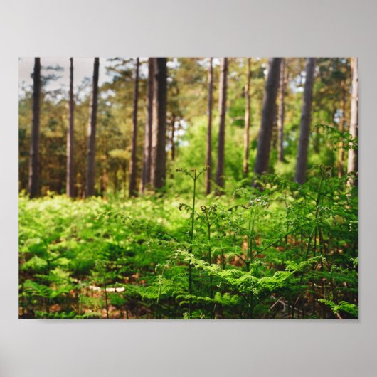 Poster Forêt de fougères magnifique (Devant)