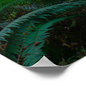 Poster Forêt de la côte pacifique, Oregon (Coin)
