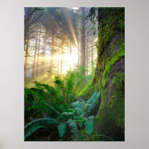 Poster Forêt de la côte pacifique, Oregon