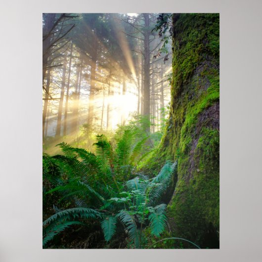 Poster Forêt de la côte pacifique, Oregon (Devant)
