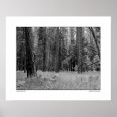 Poster Forêt de la vallée de Yosemite (Devant)