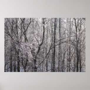Poster Forêt de l'épaisse glacée dans la lumière du matin