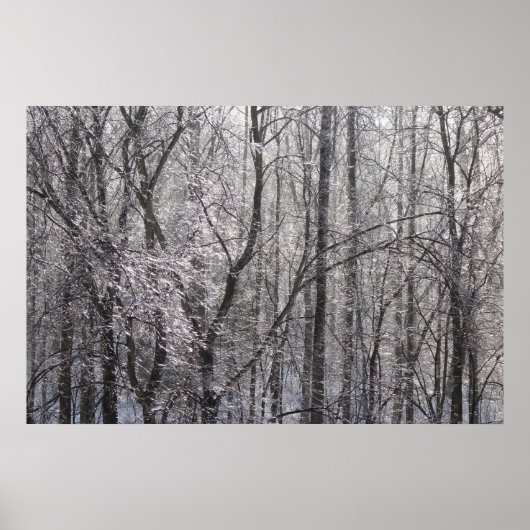 Poster Forêt de l'épaisse glacée dans la lumière du matin (Devant)