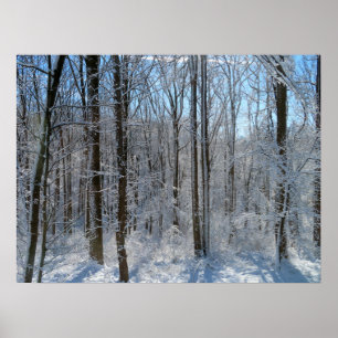 Poster Forêt de peuplier neigeux I