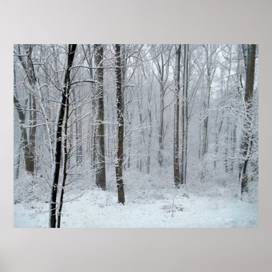 Poster Forêt de peupliers blanche enneigée (Devant)
