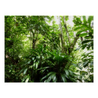 Forêt de pluie dominicaine I Nature verte tropical
