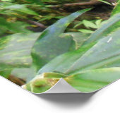 Poster Forêt de pluies hawaïennes (Coin)