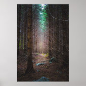 Poster Forêt de sapins mystérieuse (Devant)