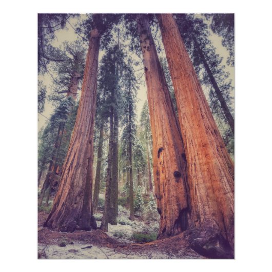 Poster Forêt de Sequoia (Devant)