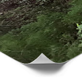 Poster Forêt de séquoias (Coin)