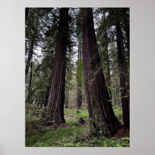 Poster Forêt de séquoias