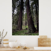 Poster Forêt de séquoias (Cuisine)