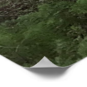 Poster Forêt de séquoias (Coin)