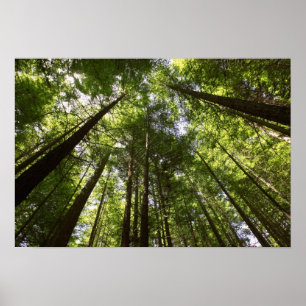 Poster Forêt de séquoias, Rotorua, Nouvelle-Zélande