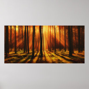 Poster Forêt de Sunrise