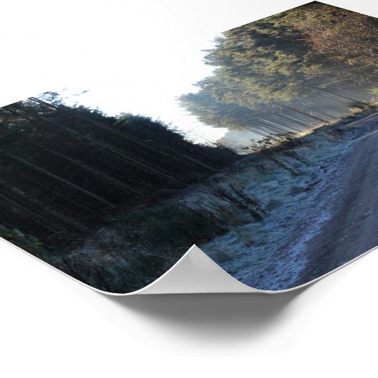 Poster Forêt de Tentsmuir (Coin)