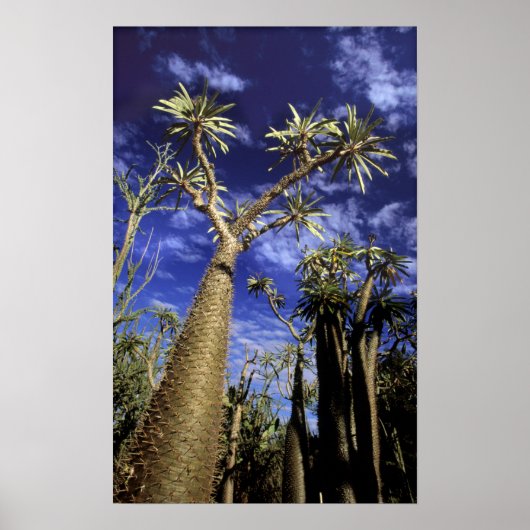 Poster Forêt D'Épineux Formée De Pachypodium (Devant)
