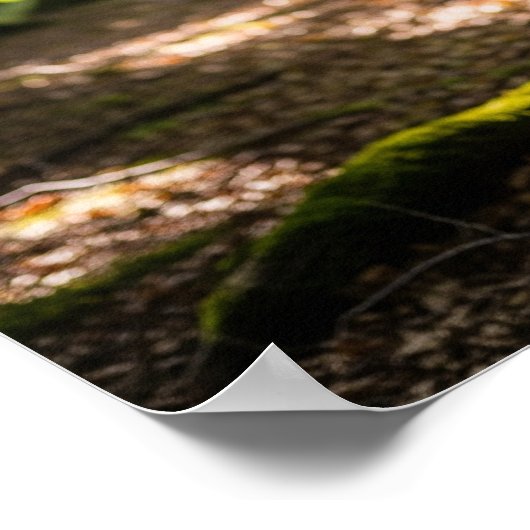 Poster Forêt d'été Cerf (Coin)