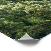 Poster Forêt d'Himalaya dans la vallée de Mangdue, Bhouta (Coin)