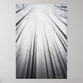 Poster Forêt d'hiver en brouillard, New Jersey (Devant)