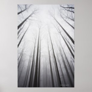 Poster Forêt d'hiver en brouillard, New Jersey