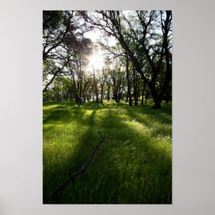 Poster "Forêt d'ombres "
