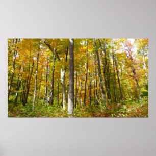 Poster Forêt du paysage d'automne Feuille Jaune