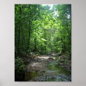 Poster Forêt du Suriname (Devant)