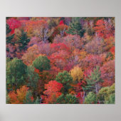 Poster Forêt en automne avec feuillage d'automne. Algonqu (Devant)