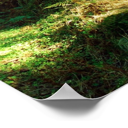 Poster forêt enchanteresse (Coin)