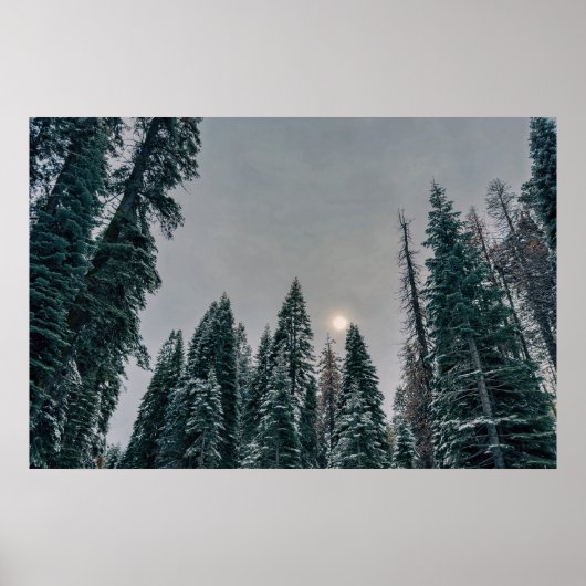 Poster Forêt enneigée sereine et soleil (Devant)
