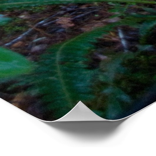 Poster Forêt forestière (Coin)