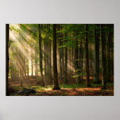 Poster Forêt | Forêt d'automne (Devant)