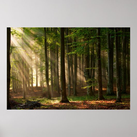 Poster Forêt | Forêt d'automne (Devant)