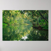Poster Forêt | Forêt de mangrove (Devant)