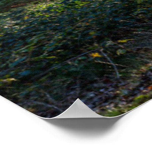 Poster Forêt | Forêt Noire Allemagne (Coin)