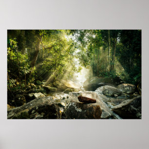 Poster Forêt   Forêt tropicale de la Jungle
