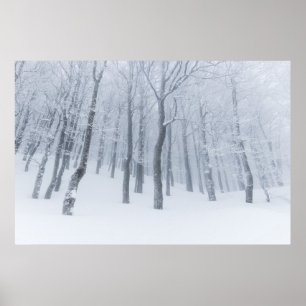 Poster Forêt gelée couverte de neige en hiver