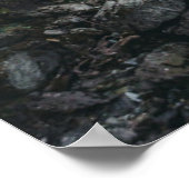 Poster Forêt | Grison Graubunden Canton (Coin)