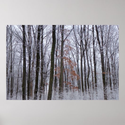 Poster Forêt huppée neige paysage d'hiver Photographie (Devant)
