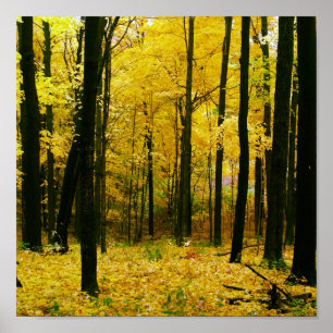 Poster Forêt jaune d'automne