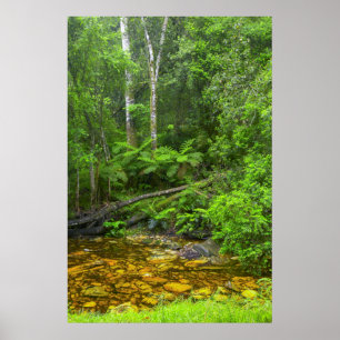 Poster Forêt, Les forêts montagnardes de Knysna-Amatole