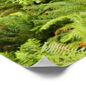 Poster Forêt luxuriante et fougères | Ecola State Park, O (Coin)