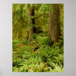 Poster Forêt luxuriante et fougères   Ecola State Park, O