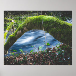 Poster Forêt magique enchantée