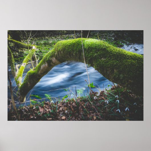 Poster Forêt magique enchantée (Devant)